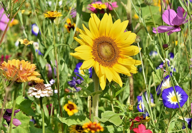 Kids planting a garden
